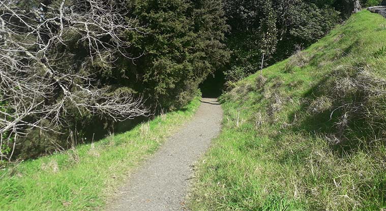 Coast to Coast Path (Grafton to Maungakiekie) – Gravel track heading to Owens Rd.
